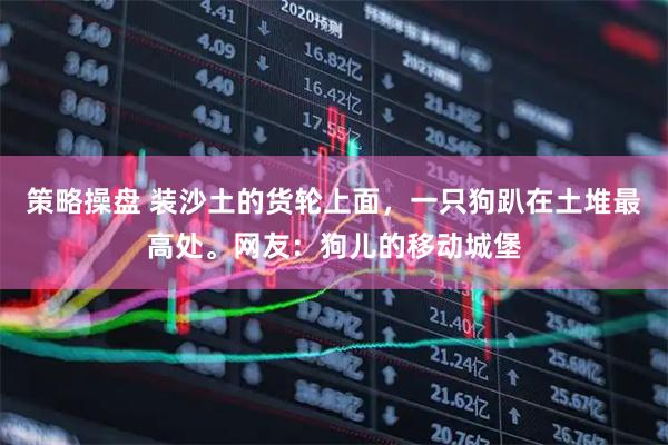 策略操盘 装沙土的货轮上面，一只狗趴在土堆最高处。网友：狗儿的移动城堡